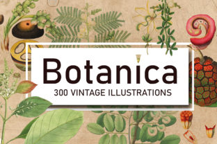 Download 300 Antique Botanical Illustrations - Botanical illustrations Collection