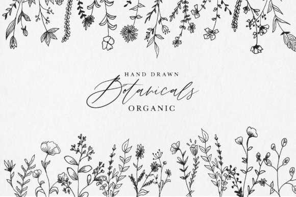 Download Hand Drawn Botanical Illustrations - Botanical illustrations Collection