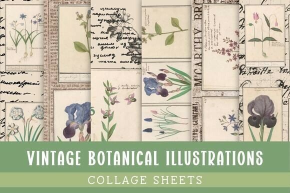 Download Vintage Botanical Illustrations - Botanical illustrations Collection